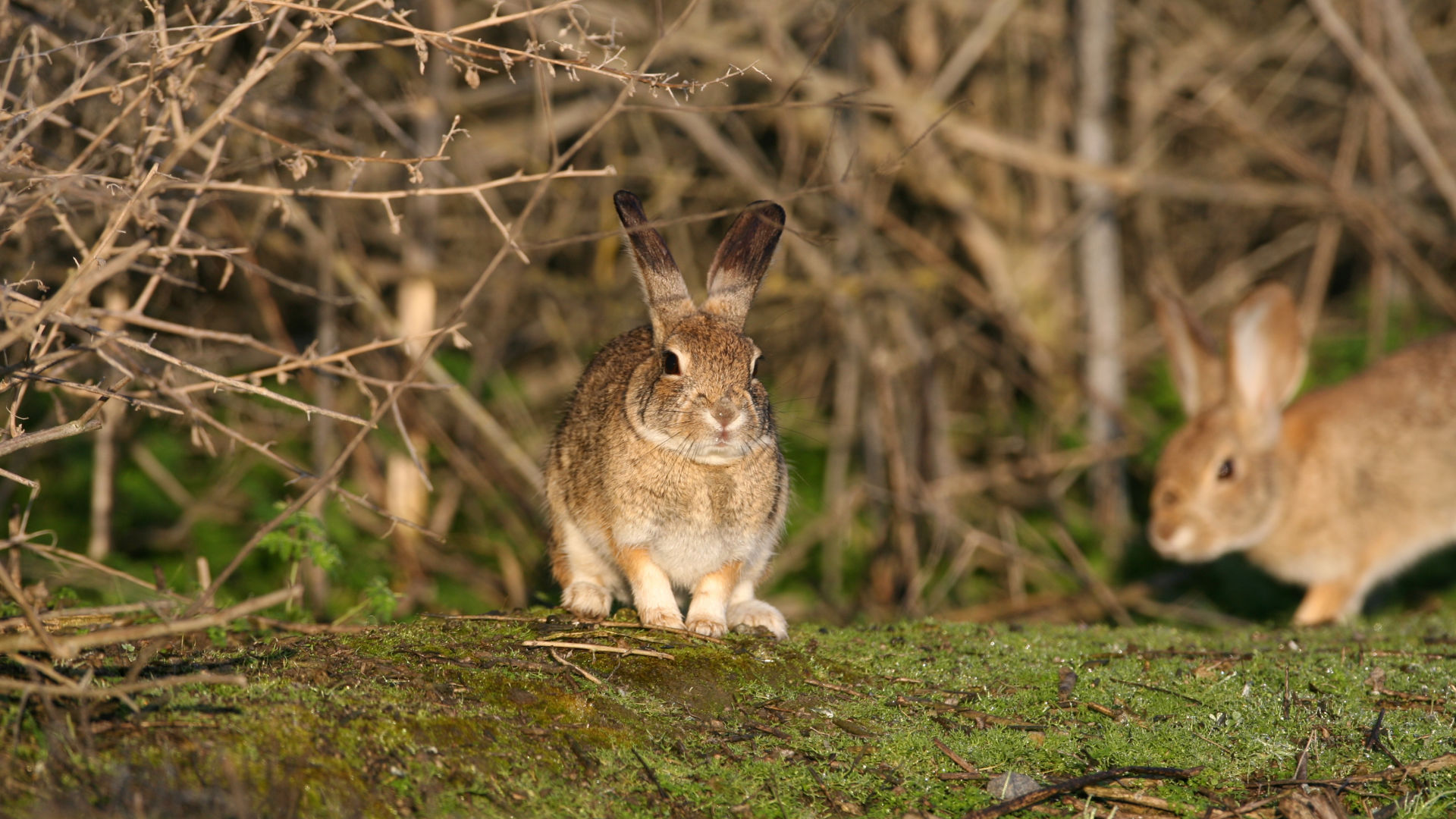 Rabbits